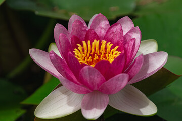 red water lily ( Nymphaea Pygmaea Rubra), blooming in a lake with green leaves around