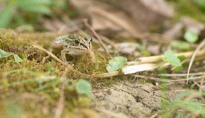 カエルをマクロレンズで撮影	