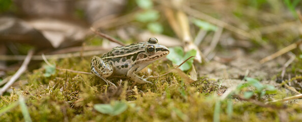 カエルをマクロレンズで撮影	