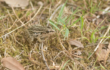 カエルをマクロレンズで撮影	