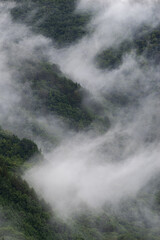 朝霧に包まれた森