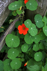 Vibrant orange Nasturtium flowers (Tropaeolum majus) in a vegetable plot