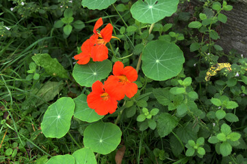 Vibrant orange Nasturtium flowers (Tropaeolum majus) in a vegetable plot