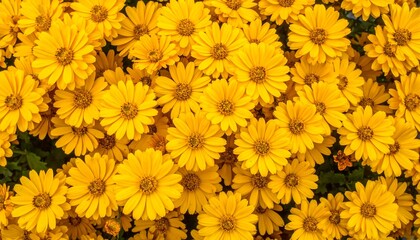 Close-up view of many bright yellow flowers (1)