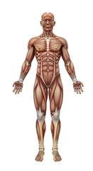 Detailed Human Muscular Anatomy Model with Exposed Muscles and Tissues for Medical Education