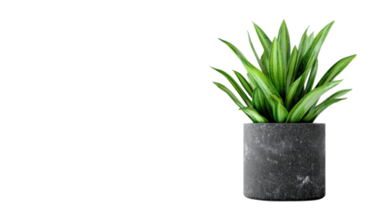 Green House Plant in Decorative Pot Isolated on White Background
