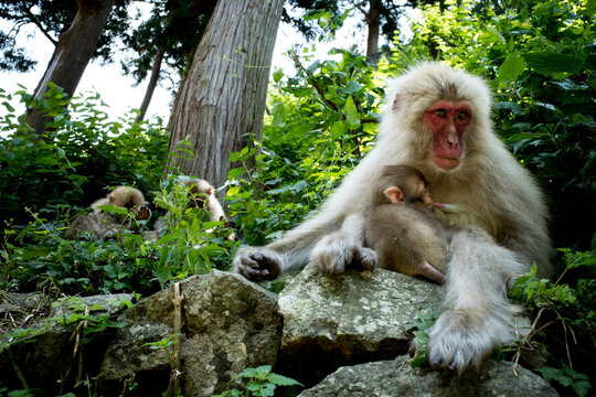 Japanse Macaq Monkey breastfeeding baby