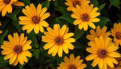Close-up view of many bright yellow flowers