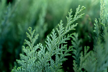 Structure in nature - green nature background by thuja