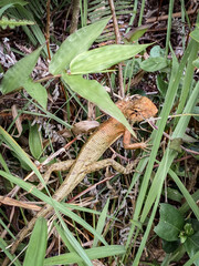 Lizard Camouflaged Among Green Grass and Plants