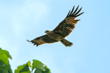 Fototapeta premium Changeable hawk eagle is flying in the sky