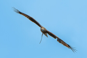 Changeable hawk eagle is flying in the sky