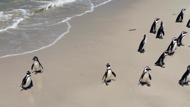 African Penguins on Boulders Beach