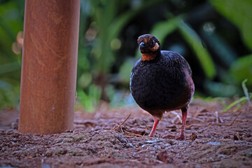 Malayan Hill Partridge perch open on the log