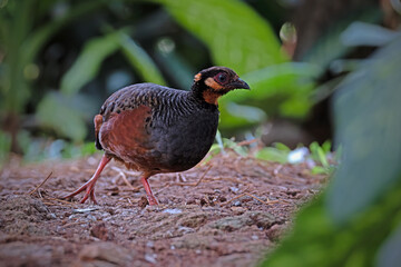 Malayan Hill Partridge perch open on the log