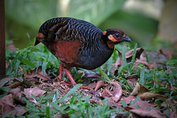 Malayan Hill Partridge perch open on the log