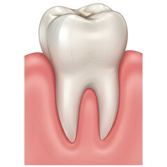 Healthy Human Tooth Anatomy Illustration