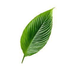 Obraz premium Vibrant green leaf, detailed veins (2)