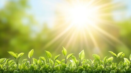 Obraz premium Fresh Green Sprouts Bathed in Radiant Sunlight, Symbolizing Growth and Renewal
