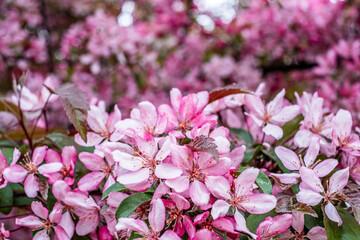 Blooming pink blossoms on tree branches create a vibrant outdoor scene, showcasing the beauty of spring and the fragrance of nature's colorful flowers