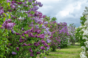 Obraz premium Lilac trees in full bloom create a vibrant spring landscape, showcasing a beautiful array of colors and fragrances, embodying the essence of nature's grace and beauty