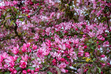 Obraz premium Apple tree in full bloom showcases vibrant pink flowers against lush green leaves, symbolizing the awakening of nature during the colorful spring season with captivating fragrance