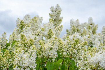 Lilac tree in full bloom, showcasing clusters of delicate white flowers against a soft sky, embodying the essence of spring's beauty and fragrant allure