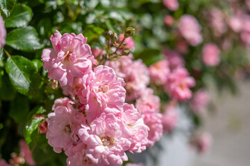 Pink roses in full bloom, showcasing delicate petals and lush green foliage, creating a vibrant and inviting garden atmosphere with natural beauty