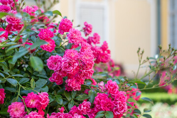 Pink roses in full bloom on a lush bush, showcasing vibrant petals and green leaves, creating a beautiful outdoor scene for nature lovers and park visitors