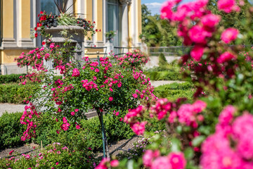 Pink roses in full bloom create a vibrant display in a lush garden, surrounded by greenery and architectural elements, inviting outdoor enjoyment and appreciation of nature's beauty