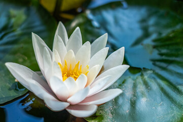 White water lily blooms gracefully on tranquil pond surface, surrounded by lush green lily pads, showcasing natural beauty and serene aquatic environment