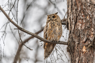 Long-eared owl (Asio otus), looking forward with wide opened eyes