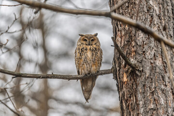 Long-eared owl (Asio otus), looking forward with wide opened eyes