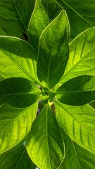 Close-up view of vibrant green leaves