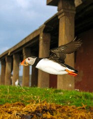 Puffin in flight near a pier