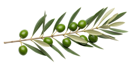 Isolated fresh olives and leaves on twig, macro close-up of sprig and raw olive branch