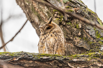 Long-eared owl (Asio otus), looking forward with wide opened eyes