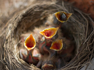 Fototapeta premium Fieldfare (Turdus pilaris) chicks in the nest.