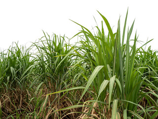 Sugarcane on transparent background with clipping path, suitable for print and web pages..