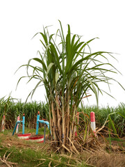Sugarcane on transparent background with clipping path, suitable for print and web pages.