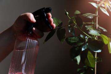 Woman's hand treats rose plant with natural, homemade insecticide