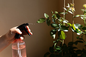 Woman is watering indoor house plants.