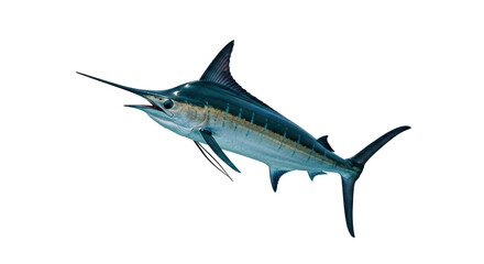 Fototapeta premium Isolated Marlin fish, underwater predator with long sharp snout for hunting, ocean animal