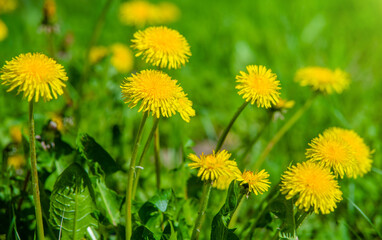 Yellow dandelions blooming on grass background
