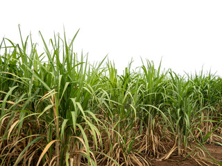 Sugarcane on transparent background with clipping path, suitable for print and web pages.