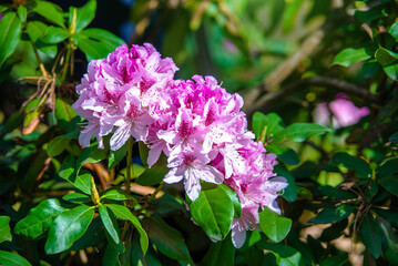 pink rhododendron blooms in the Botanical garden
