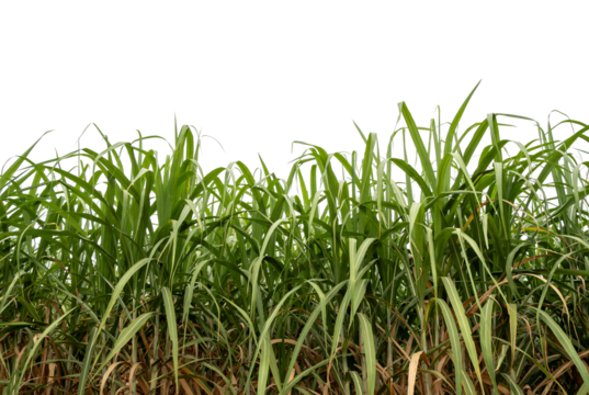 Sugarcane on transparent background with clipping path, suitable for print and web pages.