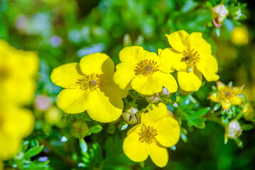 Yellow flowers on a green natural background 