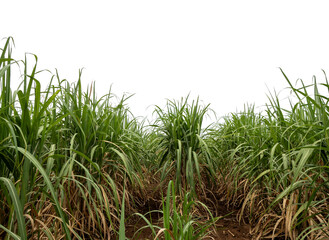Sugarcane on transparent background with clipping path, suitable for print and web pages.
