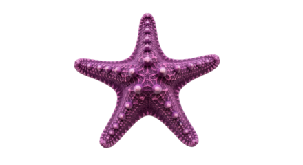 Isolated purple starfish, marine invertebrate with bumps and texture, sea creature